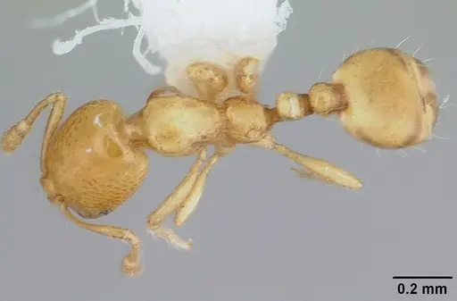 Solenopsis clytemnestra specimen CASENT0178131 image casent0178131_1