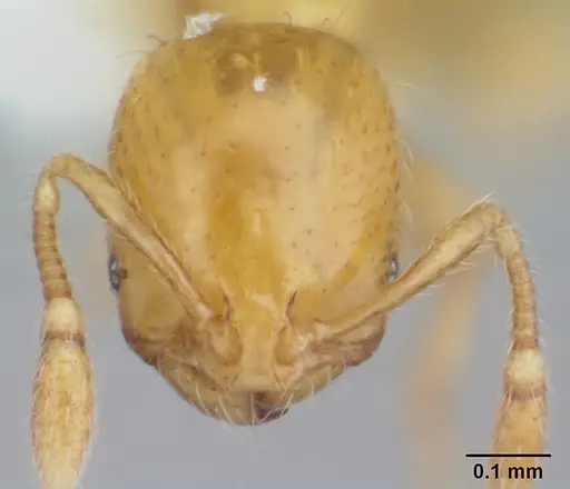 Solenopsis clytemnestra specimen CASENT0178131 image casent0178131_2