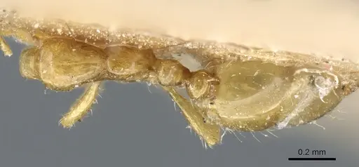 Solenopsis clytemnestra specimen CASENT0904628 image casent0904628_1