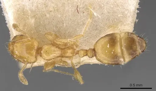Solenopsis clytemnestra specimen CASENT0908821 image casent0908821_1