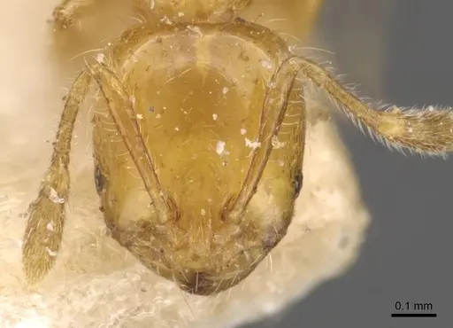 Solenopsis clytemnestra specimen CASENT0908821 image casent0908821_2