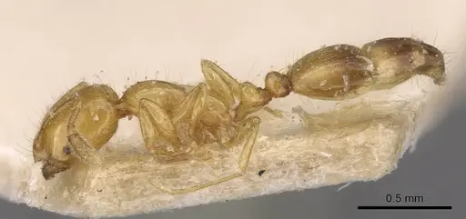 Solenopsis clytemnestra specimen CASENT0908821 image casent0908821_3