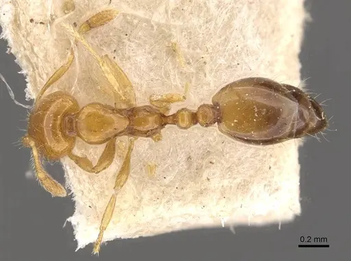 Solenopsis clytemnestra specimen CASENT0908824 image casent0908824_1