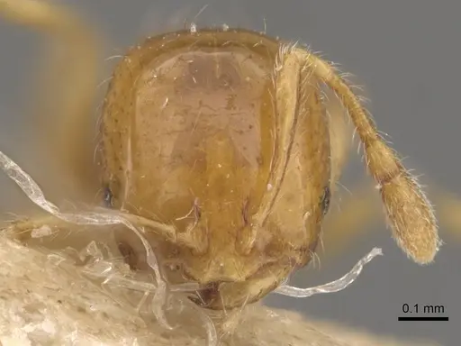 Solenopsis clytemnestra specimen CASENT0908824 image casent0908824_2