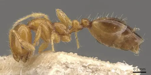 Solenopsis clytemnestra specimen CASENT0908824 image casent0908824_3