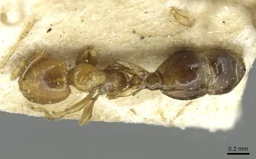 Solenopsis clytemnestra specimen CASENT0913927 image casent0913927_1