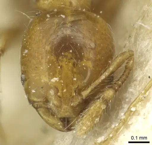 Solenopsis clytemnestra specimen CASENT0913927 image casent0913927_2