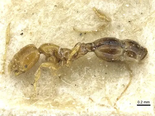 Solenopsis clytemnestra specimen CASENT0913927 image casent0913927_3