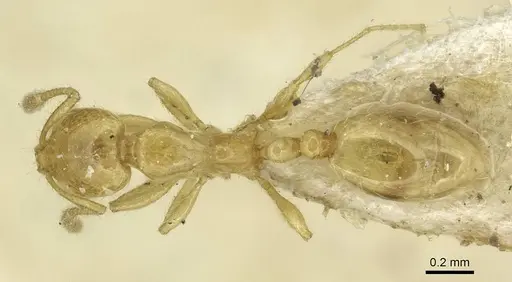 Solenopsis clytemnestra specimen CASENT0913935 image casent0913935_1