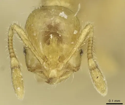 Solenopsis clytemnestra specimen CASENT0913935 image casent0913935_2