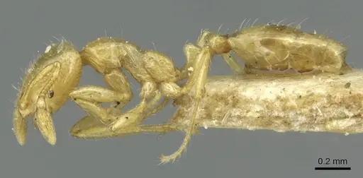 Solenopsis clytemnestra specimen CASENT0913935 image casent0913935_3