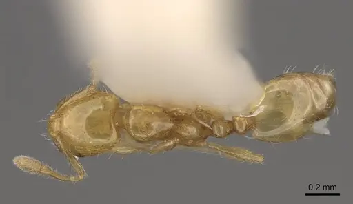 Solenopsis clytemnestra specimen CASENT0923113 image casent0923113_1