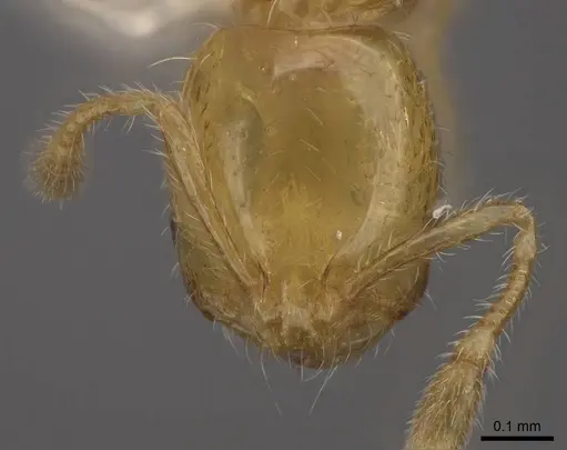 Solenopsis clytemnestra specimen CASENT0923113 image casent0923113_2