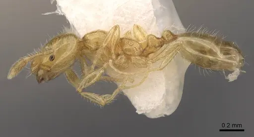 Solenopsis clytemnestra specimen CASENT0923113 image casent0923113_3