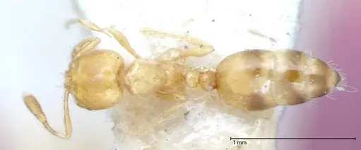 Solenopsis clytemnestra specimen FOCOL0063-1 image focol0063-1_1