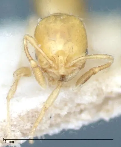 Solenopsis clytemnestra specimen FOCOL0063-1 image focol0063-1_2