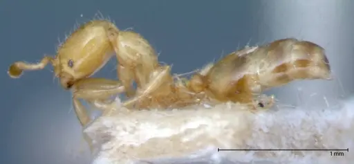 Solenopsis clytemnestra specimen FOCOL0063-1 image focol0063-1_3