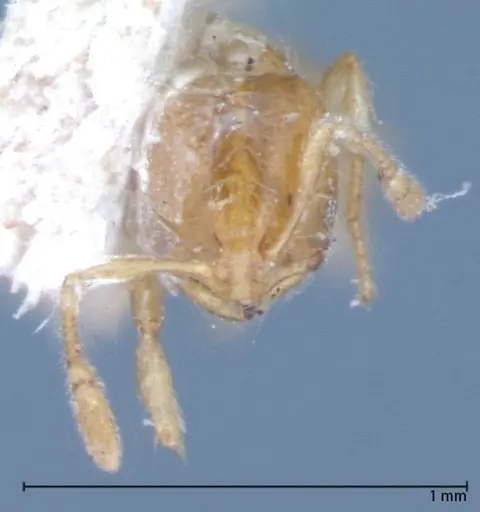 Solenopsis clytemnestra specimen FOCOL0064-1 image focol0064-1_2
