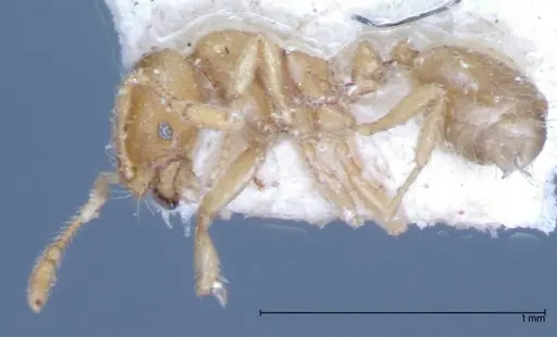 Solenopsis clytemnestra specimen FOCOL0064-1 image focol0064-1_3