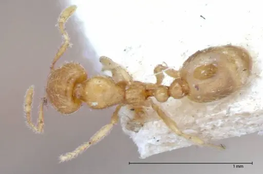Solenopsis clytemnestra specimen FOCOL0064-2 image focol0064-2_1