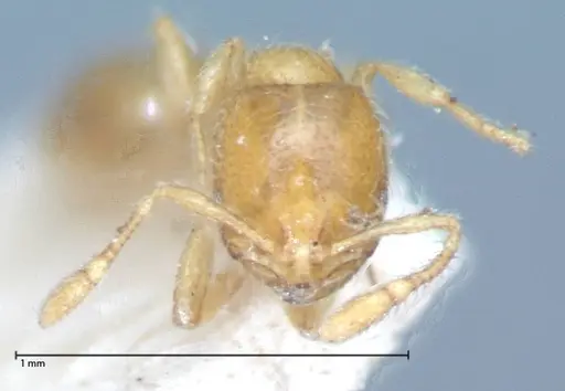 Solenopsis clytemnestra specimen FOCOL0064-2 image focol0064-2_2