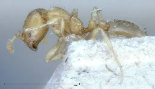 Solenopsis clytemnestra specimen FOCOL0064-2 image focol0064-2_3