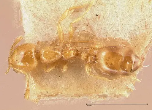 Solenopsis clytemnestra specimen FOCOL0706 image focol0706_1
