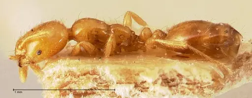 Solenopsis clytemnestra specimen FOCOL0706 image focol0706_3