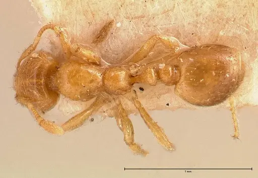 Solenopsis clytemnestra specimen FOCOL0707 image focol0707_1