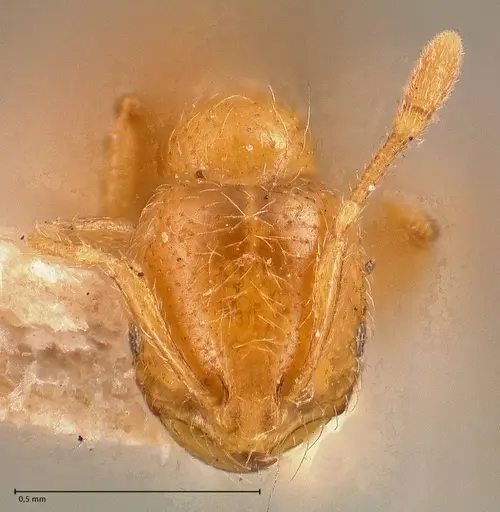 Solenopsis clytemnestra specimen FOCOL0707 image focol0707_2