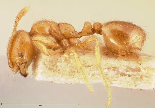 Solenopsis clytemnestra specimen FOCOL0707 image focol0707_3