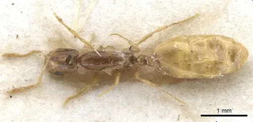 Solenopsis cooperi specimen CASENT0902334 image casent0902334_1