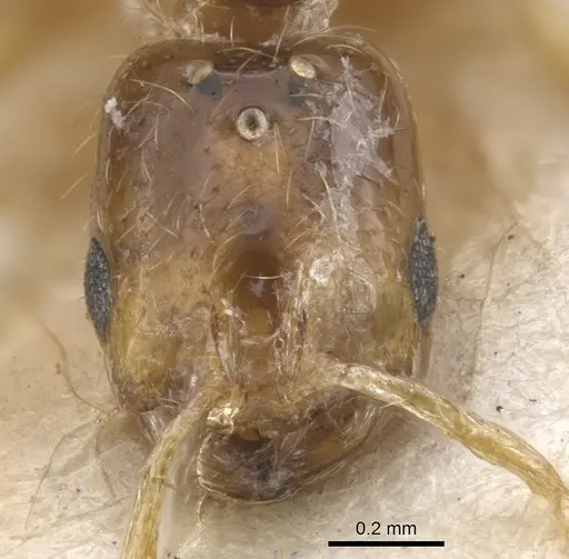 Solenopsis cooperi specimen CASENT0902334 image casent0902334_2