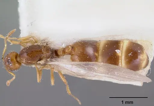 Solenopsis corticalis specimen CASENT0103199 image casent0103199_1