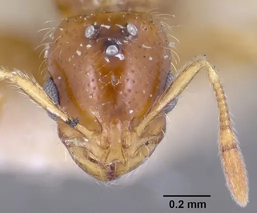 Solenopsis corticalis specimen CASENT0103199 image casent0103199_2