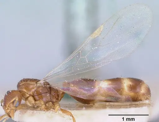 Solenopsis corticalis specimen CASENT0103199 image casent0103199_3
