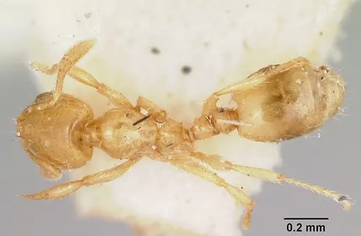 Solenopsis corticalis specimen CASENT0103207 image casent0103207_1