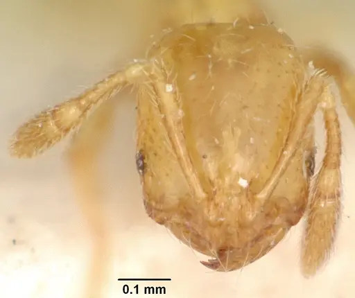 Solenopsis corticalis specimen CASENT0103207 image casent0103207_2