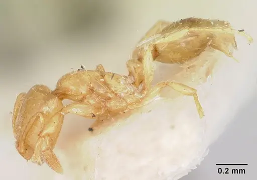 Solenopsis corticalis specimen CASENT0103207 image casent0103207_3