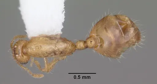 Solenopsis corticalis specimen CASENT0104498 image casent0104498_1