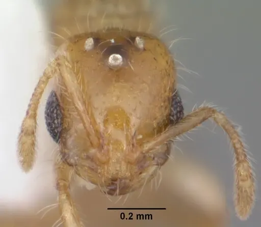 Solenopsis corticalis specimen CASENT0104498 image casent0104498_2
