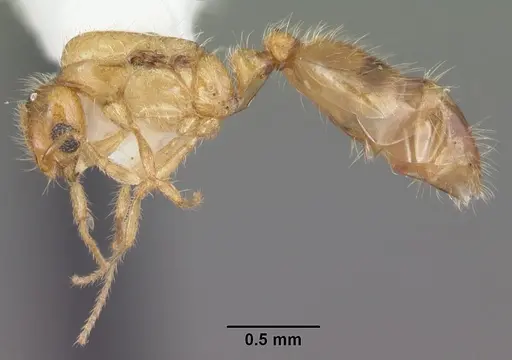 Solenopsis corticalis specimen CASENT0104498 image casent0104498_3