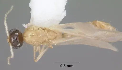 Solenopsis corticalis specimen CASENT0104499 image casent0104499_1