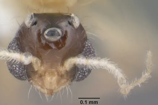 Solenopsis corticalis specimen CASENT0104499 image casent0104499_2