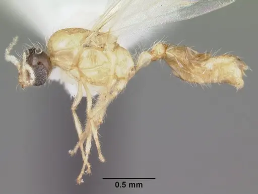 Solenopsis corticalis specimen CASENT0104499 image casent0104499_3