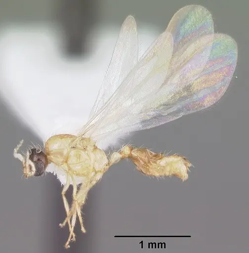Solenopsis corticalis specimen CASENT0104499 image casent0104499_4