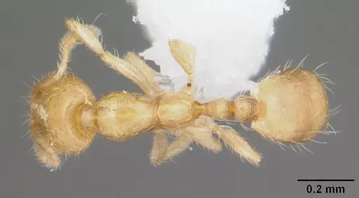 Solenopsis corticalis specimen CASENT0104500 image casent0104500_1