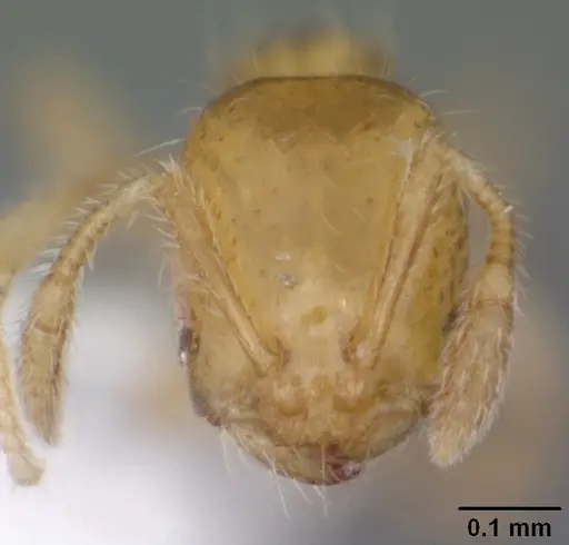 Solenopsis corticalis specimen CASENT0104500 image casent0104500_2