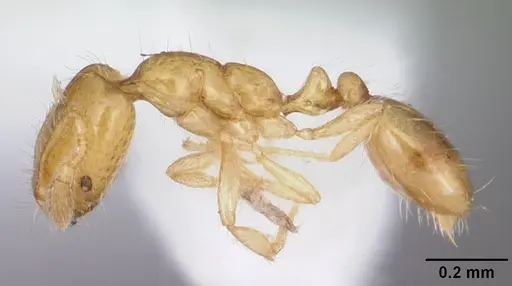 Solenopsis corticalis specimen CASENT0104500 image casent0104500_3