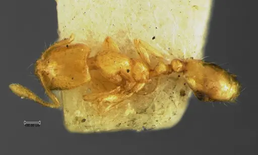 Solenopsis corticalis specimen CASENT0105663 image casent0105663_1